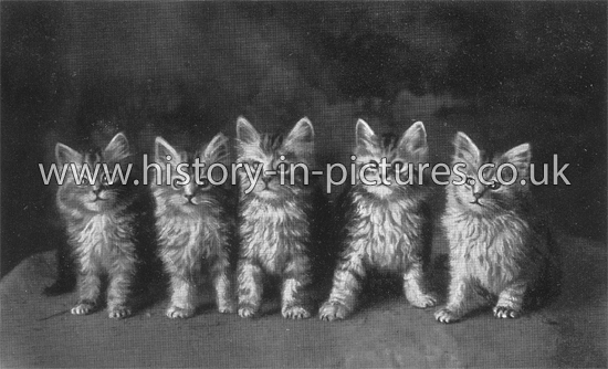 Cats We Are Five